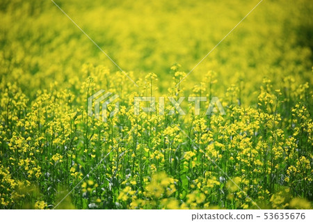 Garden spring, rape field 53635676