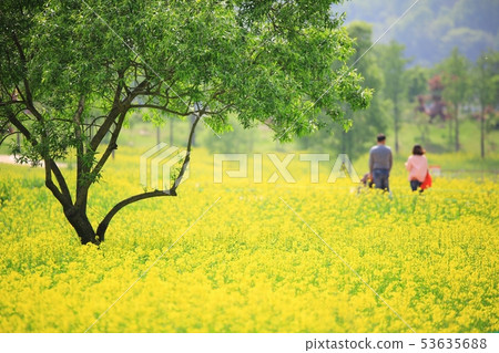 花園春天,油菜田 花園春天,油菜田 53635688