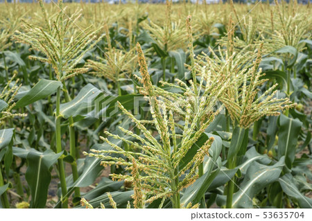 Corn flower 53635704