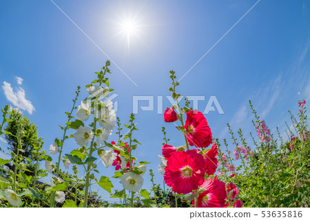 Azalea flowers and blue sky in early summer Fisheye lens 53635816