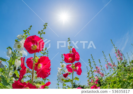 Azalea flowers and blue sky in early summer Fisheye lens 53635817