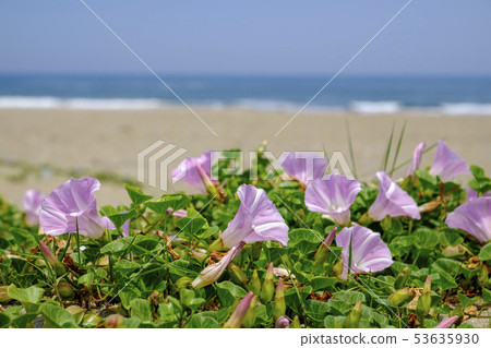 開花在海灘的Hamahirugao花在初夏 開花在海灘的Hamahirugao花在初夏 53635930