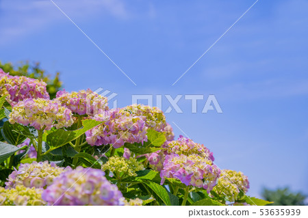 初夏的繡球花開始變色 53635939