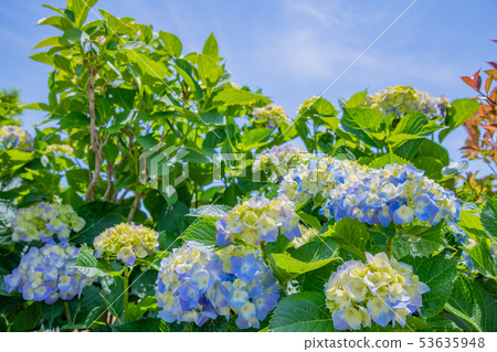 初夏的繡球花開始變色 53635948
