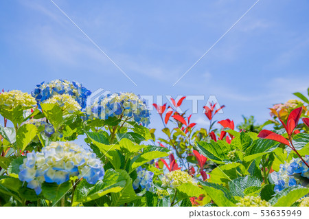 初夏的繡球花開始變色 53635949