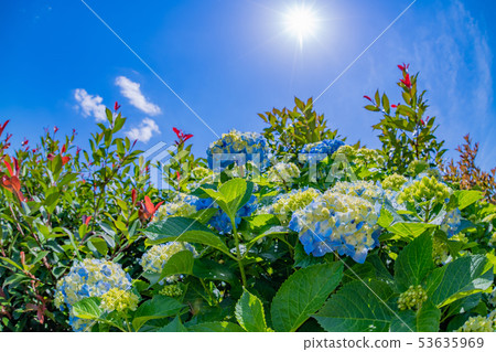Hydrangea of early summer that began to color 53635969