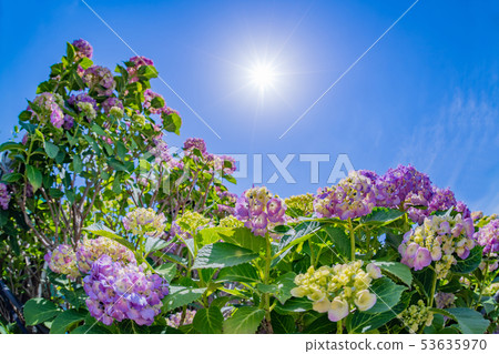 Hydrangea of early summer that began to color 53635970