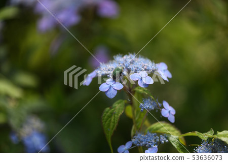 Sweet tea flowers and insects Sweet tea flowers and insects 53636073