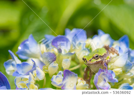 Hydrangea and tree frog rainy season image of after the rain which has begun to turn to blue Hydrangea and tree frog rainy season image of after the rain which has begun to turn to blue 53636092