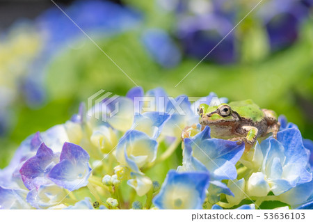 雨後的繡球花和樹蛙雨季圖像已經開始變成藍色 53636103