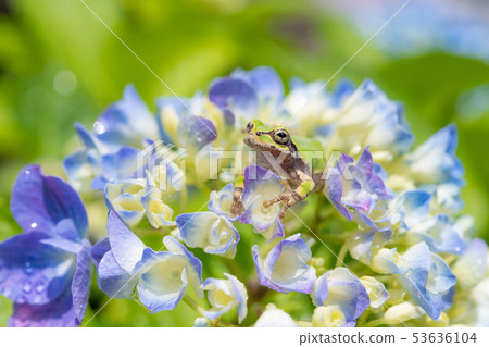 雨後的繡球花和樹蛙雨季圖像已經開始變成藍色 雨後的繡球花和樹蛙雨季圖像已經開始變成藍色 53636104