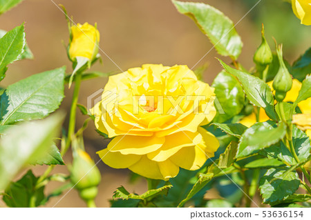 玫瑰花（春天玫瑰）[小蒼蘭]創作年份1972年創作國家德國 53636154