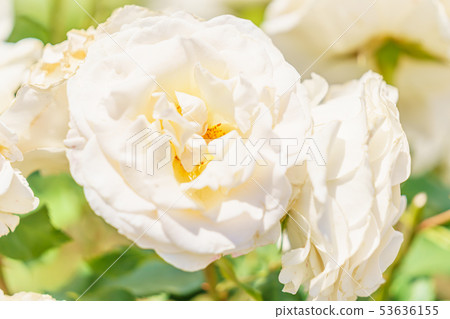 玫瑰花（春天玫瑰）[法國花邊] 1980年創建起源於美國 53636155