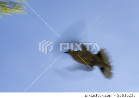 turtledove move effect while flying 53636235