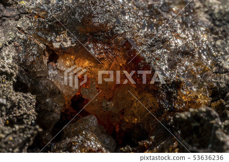 natural shiny resin amber on a tree macro 53636236