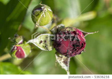 red rose infested by ants red rose infested by ants 53636238