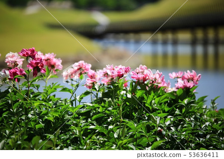 牡丹，花園 53636411