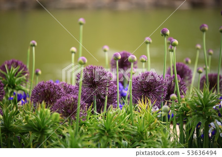 Allium, garden 53636494