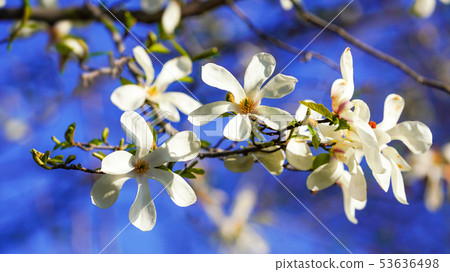 Fist flower 16: 9 Fist flower 16: 9 53636498