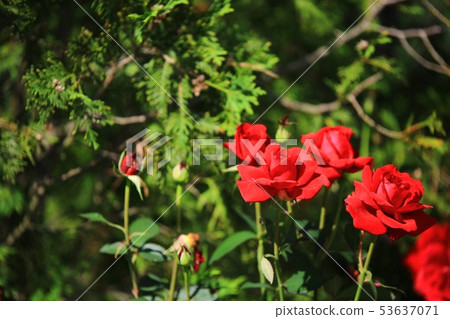 Rose garden, garden 53637071