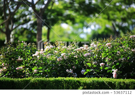 Rose garden, garden 53637112