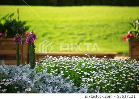 Rose garden, garden Rose garden, garden 53637121