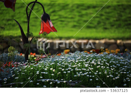 Rose garden, garden 53637125