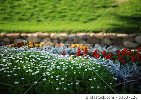Rose garden, garden 53637126