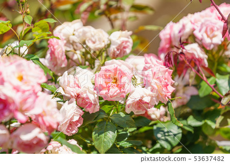 玫瑰花（春天玫瑰）[克里斯汀迪奧]起源日期1966年起源國家台灣 53637482