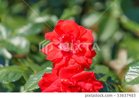 Rose Flower (Spring Rose) [Chorus] Creation Year 1977 Creation Country France 53637483