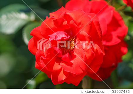 Rose Flower (Spring Rose) [Chorus] Creation Year 1977 Creation Country France 53637485