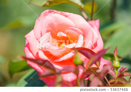 玫瑰花（春天玫瑰）[凱瑟琳德納芙]起源日期1981起源起源法國 53637488