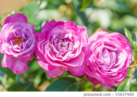 玫瑰花（春天玫瑰）[藍河]出生年份1984年出生於德國 53637489