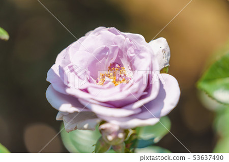 玫瑰花（春天玫瑰）[藍灣] 1993年創建年德國 53637490