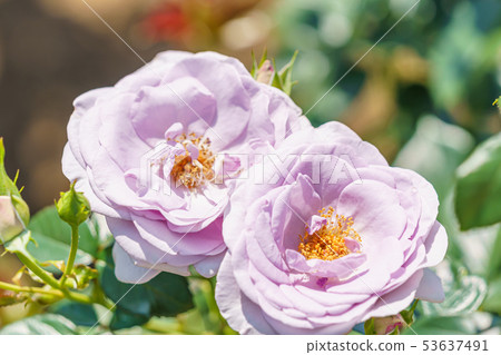 玫瑰花（春天玫瑰）[藍灣] 1993年創建年德國 53637491