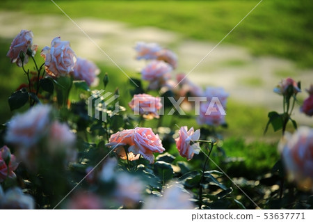 Rose Garden, Queen of May, 53637771