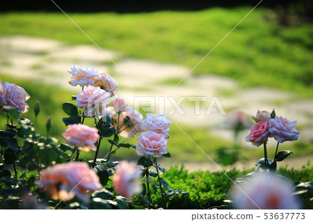 Rose Garden, Queen of May, 53637773