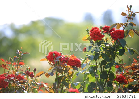 Rose Garden, Queen of May, 53637781