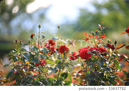 Rose Garden, Queen of May, 53637782
