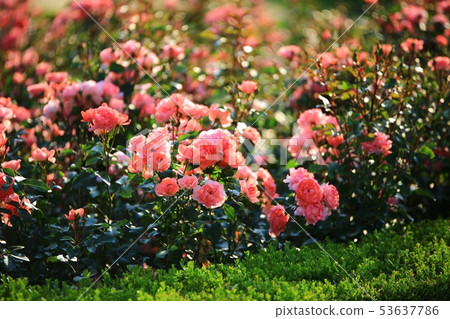五月女王玫瑰園, 五月女王玫瑰園, 53637786