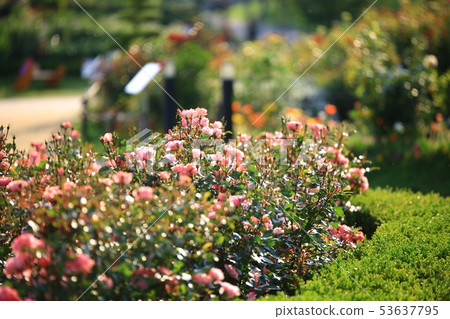 五月女王玫瑰園， 53637795
