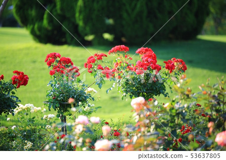 五月女王玫瑰園， 53637805