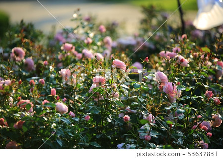 五月女王玫瑰園, 五月女王玫瑰園, 53637831