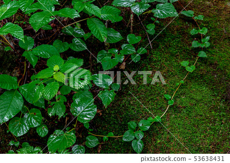 青森Oirase山流山脊 53638431