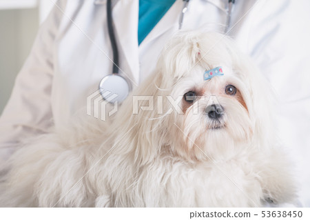 Little maltese dog at the vet office Little maltese dog at the vet office 53638450