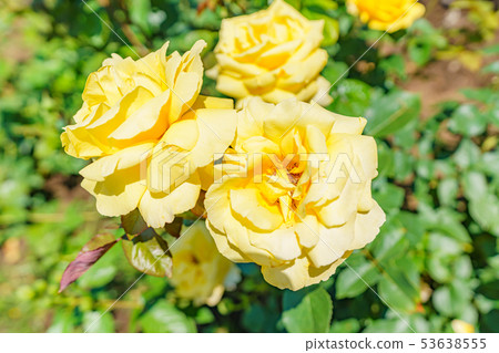 玫瑰花（春天玫瑰）[星光]出生年份1975年出生日本 53638555