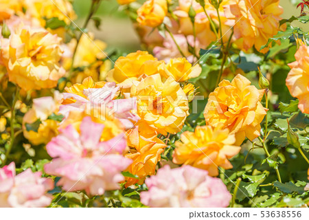 Rose Flower (Spring Rose) [Sahara '98] Year 1996 Created Year Germany 53638556