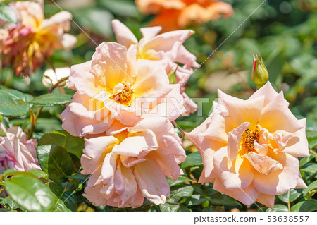 Rose Flower (Spring Rose) [Royal Sunset] Creation Year 1960 Creation Country USA 53638557