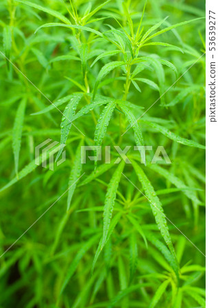 Closeup nature view of Marijuana plant green leaf  53639277