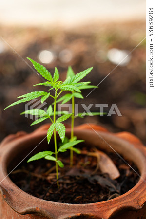 Closeup nature view of Marijuana plant green leaf  53639283